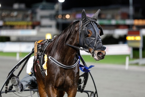 Selmer I.H. bär ett tungt favoritskap när han på söndag startar inom GS75® hemma på Umåker. Foto av Lena Emmoth/TR Bild